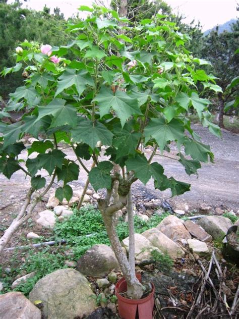 芙蓉樹風水|芙蓉種植風水：如何避免犯太歲？ 風水師揭秘：芙蓉擺放位置有講究